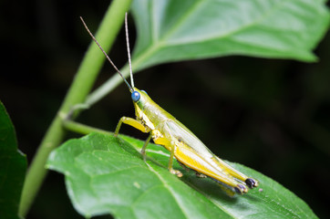 A selected focus of single amber and green grasshopper standing on a fresh green leaf