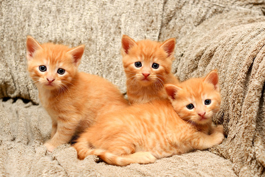 Three cute store kittens