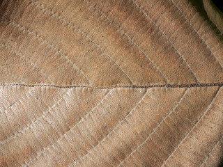 dry brown leaf texture