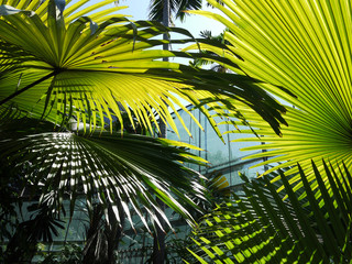 beautiful palm leaves of tree in sunlight