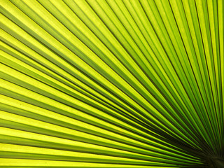 Obraz premium Lines and textures of Green Palm leaves