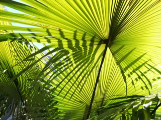 Crédence de cuisine en verre imprimé Palmier beautiful palm leaves of tree in sunlight