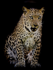 Obraz premium Leopard portrait