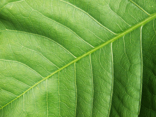 leaf texture