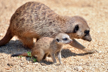 cucciolo di mangusta