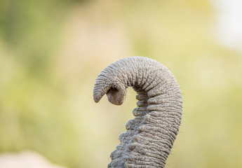 Elephant trunk in the Kruger National Park.