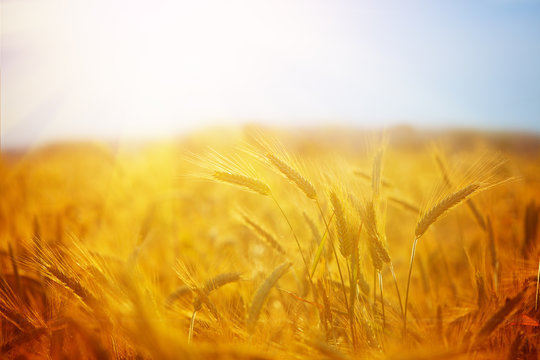 Golden wheat field on the sunset in summer day. Beautiful rural