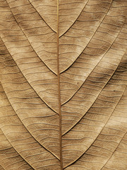 dry brown leaf texture