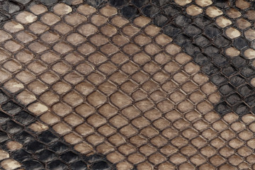 Naklejka premium Genuine snakeskin. Leather texture background. Closeup photo.