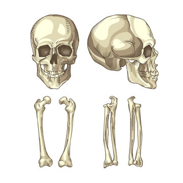 Medical illustration of the human skull and bones