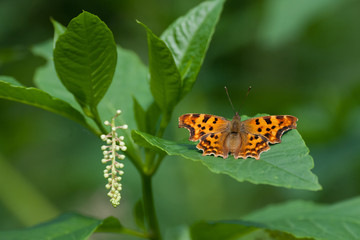 Obraz premium Butterfly