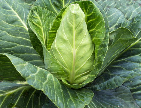 Spitzkohl.
