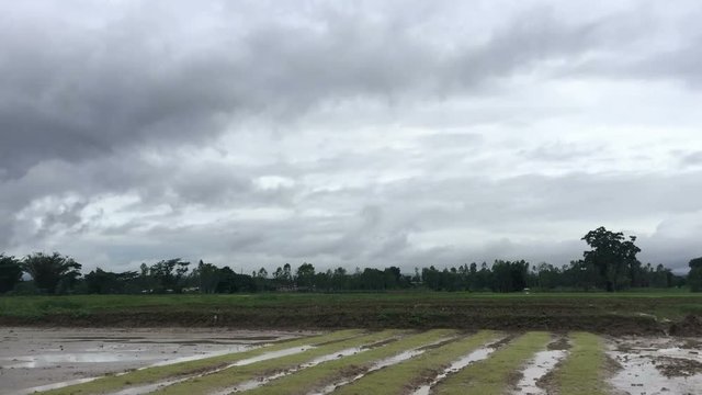 time lapse dark clouds above rice field