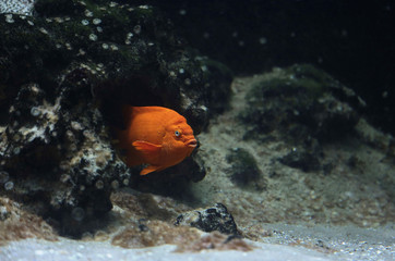 A colorful Garibaldi fish