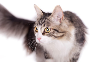 grau weiße Main Coon Rassekatze isoliert