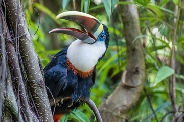 white-throated toucan © yvon52