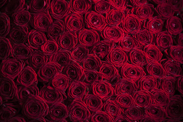 red roses background