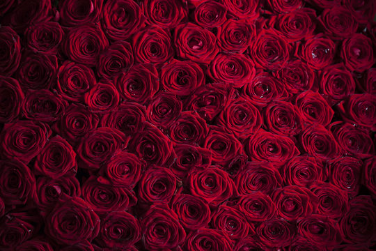 red roses background