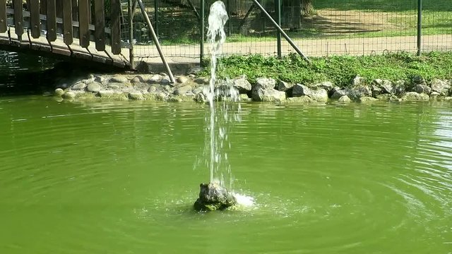 fontana con laghetto nel parco