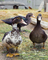 three spotted domestic ducks