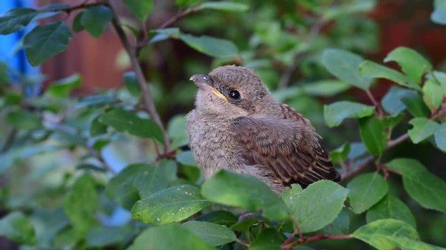 Hand of a human feeding whitethroat fledgling in natural environment by putting egg yolk into its beak