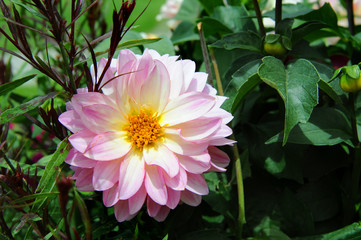 Blooming in a Garden