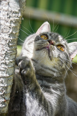 lovely fluffy British cat in a garden