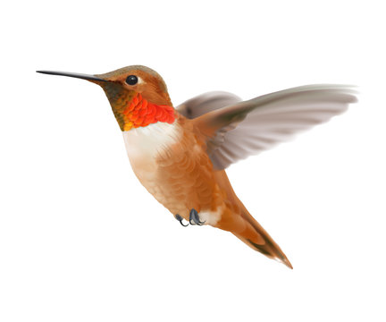Flying Rufous Hummingbird - Selasphorus rufus.   
Hand drawn vector illustration of a hovering male Rufous hummingbird with iridescent orange-red throat patch on transparent background.

