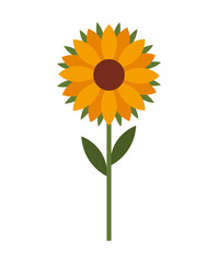beautiful sunflower  isolated icon design