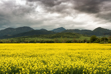 Hill Choc and rapeseed field, Slovakia