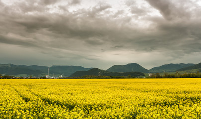 Rapeseed field and town Ruzomberok, Slovakia