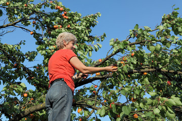Naklejka na ściany i meble Farmer at ladder picking apricot fruit