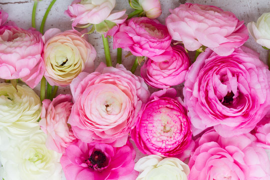 Pink and white fresh ranunculus flowers close up background
