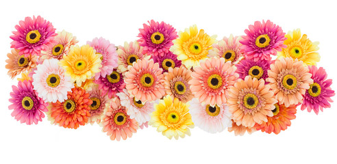 Fototapeta na wymiar Colorful Bloomimg Gerbera