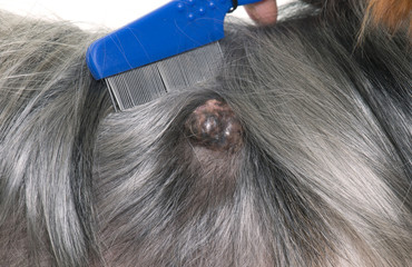 tumor on dog