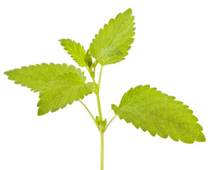 Lemon melissa, mint leaves isolated on a white background.