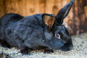 Beautiful black  rabbit
