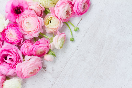 Pink and white fresh ranunculus flowers on white wooden background with copy space
