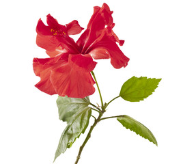 Fototapeta premium Red Hibiscus flower on a white background