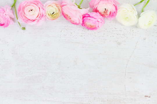 Fototapeta Pink and white ranunculus flowers on aged white wooden background with copy space