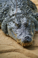Krokodil