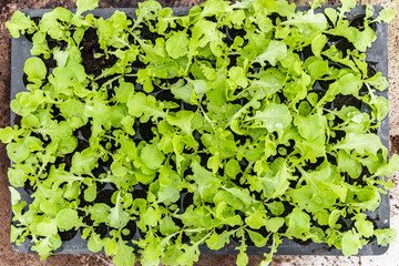Lettuce growing in vegetable farm for making salad.