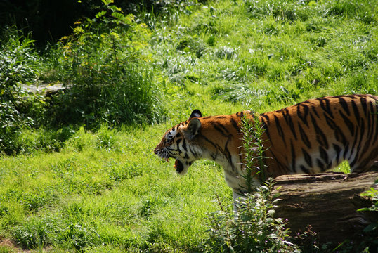 Fototapeta Tiger