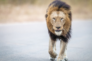 Fototapeta premium Male Lion walking towards the camera in the Kruger National Park.