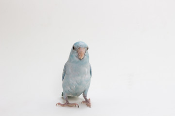 Pastel Blue Forpus Bird