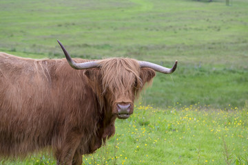 Highland cow sticking out its tongue