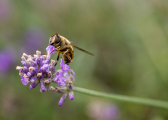 Honigbiene auf einem Lavendelzweig