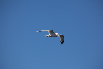Flying Seagull from left side, against clear blue sky. Photo was taken at Stockholm city.