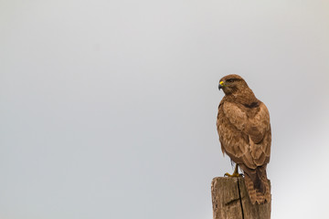 Mäusebussard