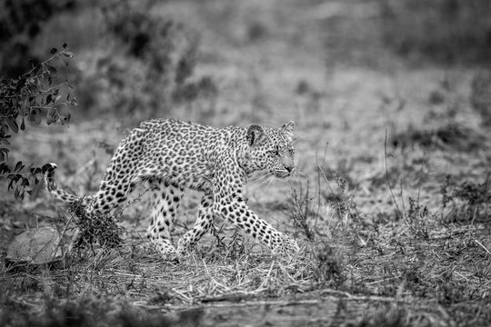 Walking baby Leopard in black and white.